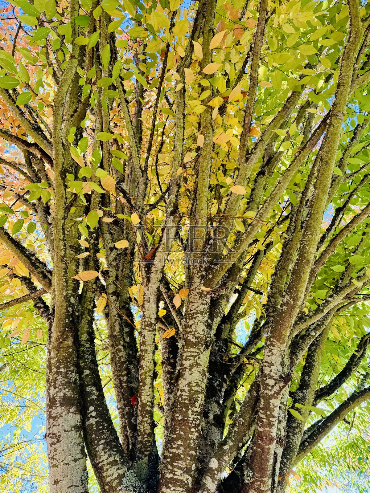 秋天的树木背景照片摄影图片