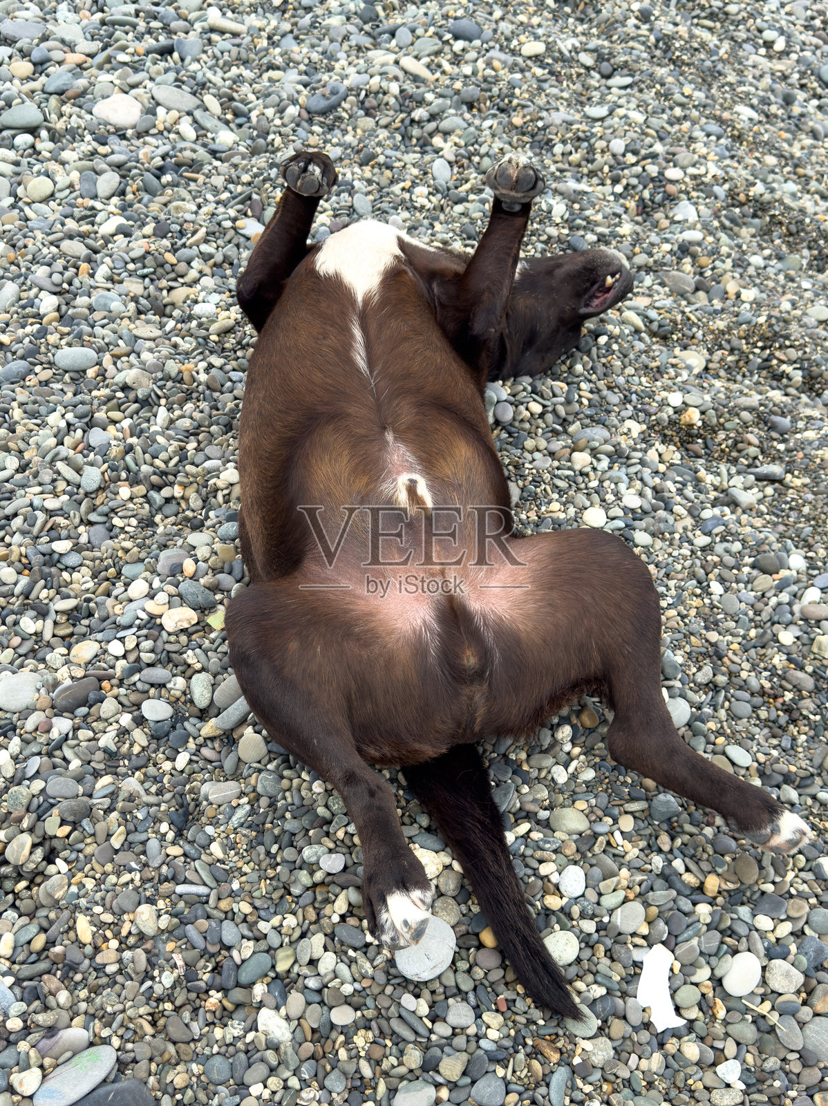 一只狗趴在地上,尾巴竖起照片摄影图片