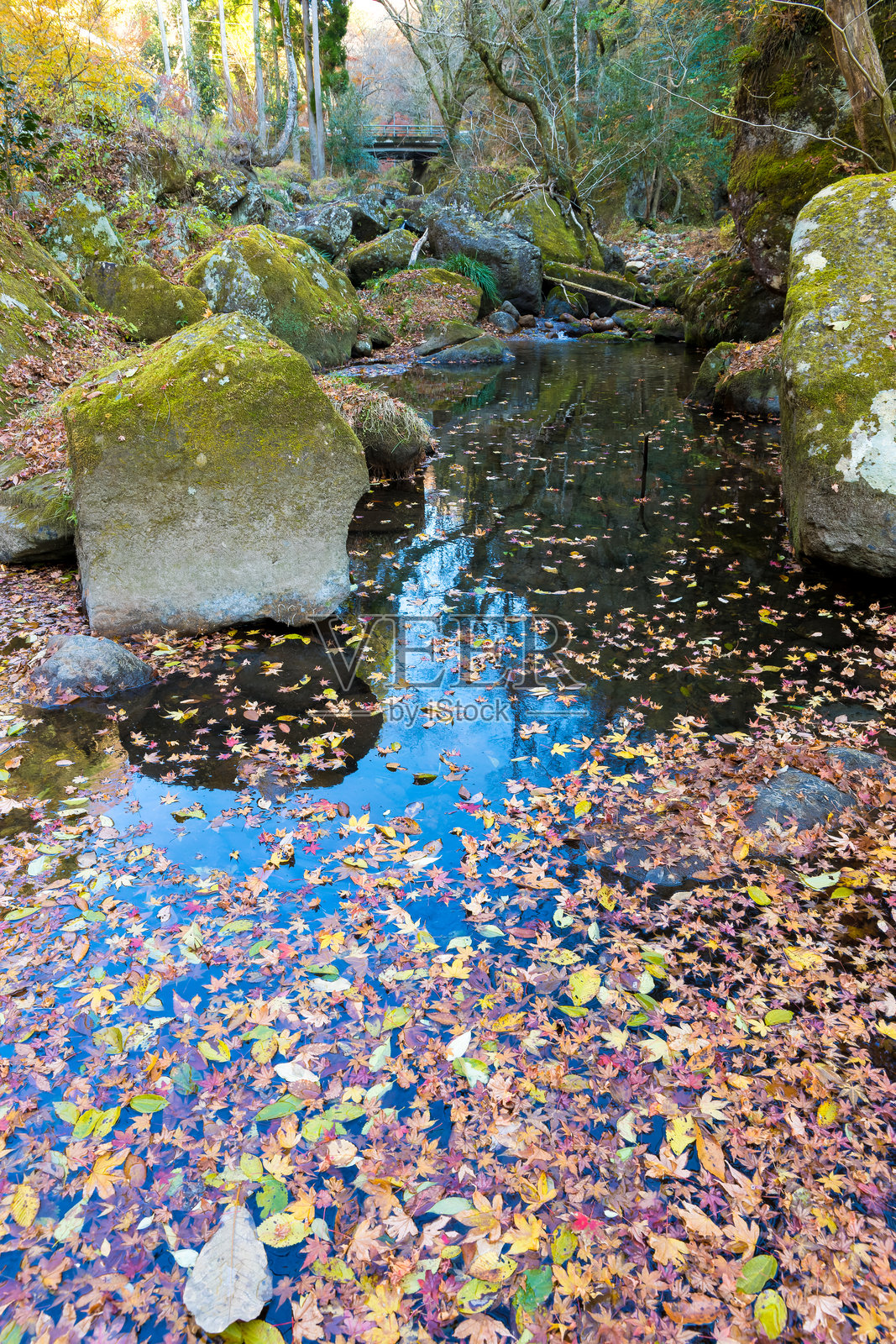 秋日山谷中的落叶(大分县丰后大野市)照片摄影图片