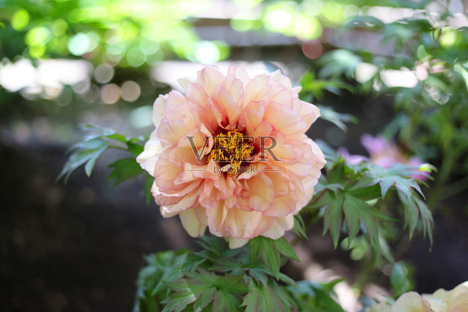 牡丹花照片摄影图片