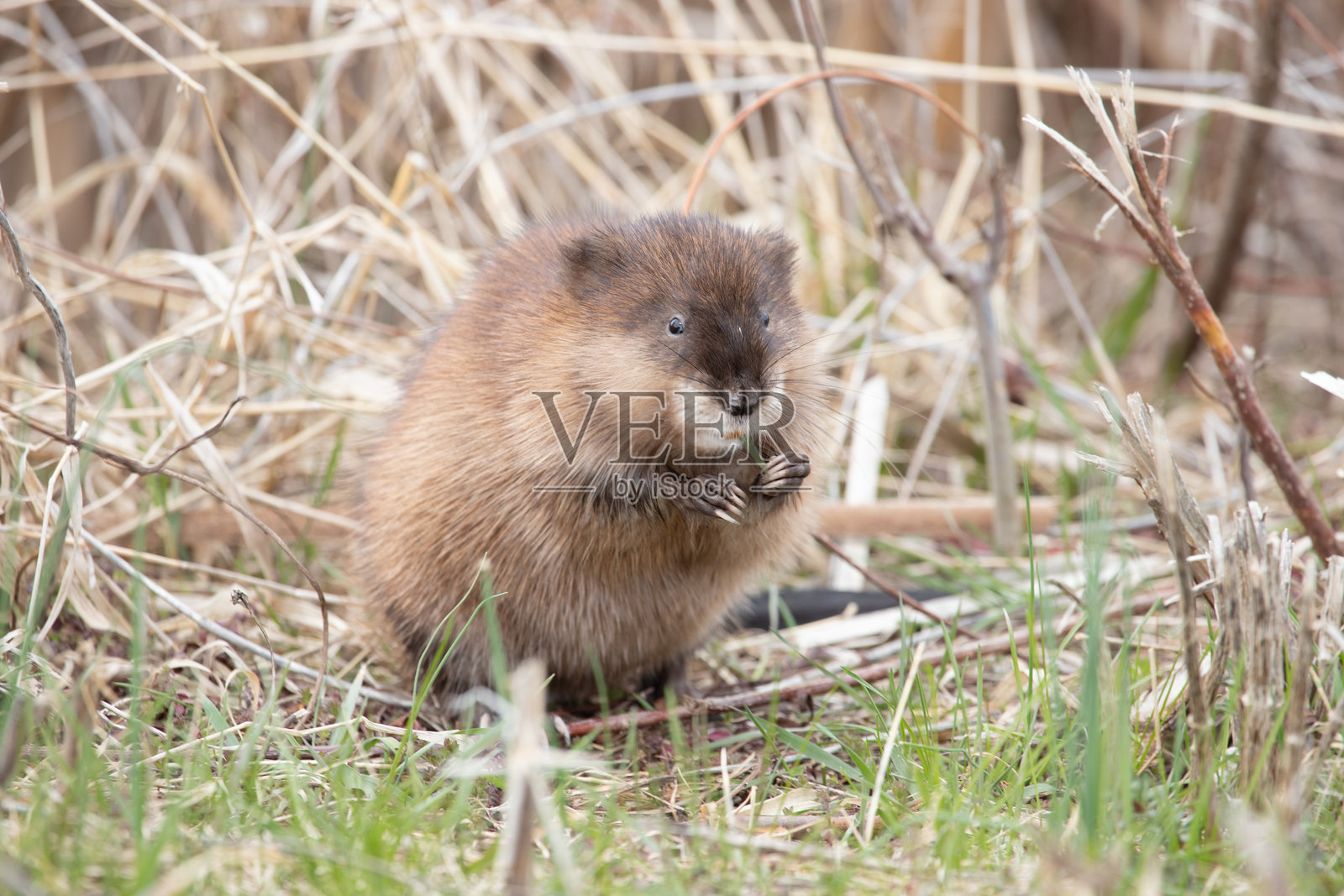一只麝鼠正在嚼草叶照片摄影图片