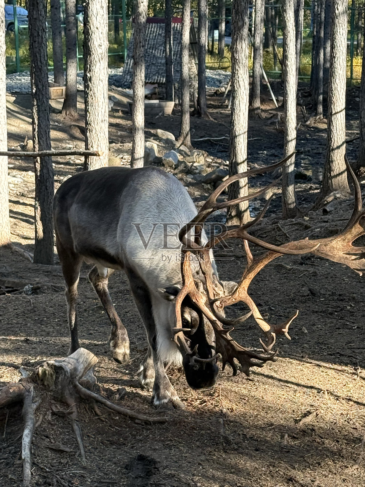 一张雄伟的灰鹿照片。一只体型庞大、头上长着沉重而美丽鹿角的雄鹿。在一片树林间的保护区里,一只平静的雄鹿。一种生活在自然栖息地的食草哺乳动物,一只秋季森林中的动物。照片摄影图片