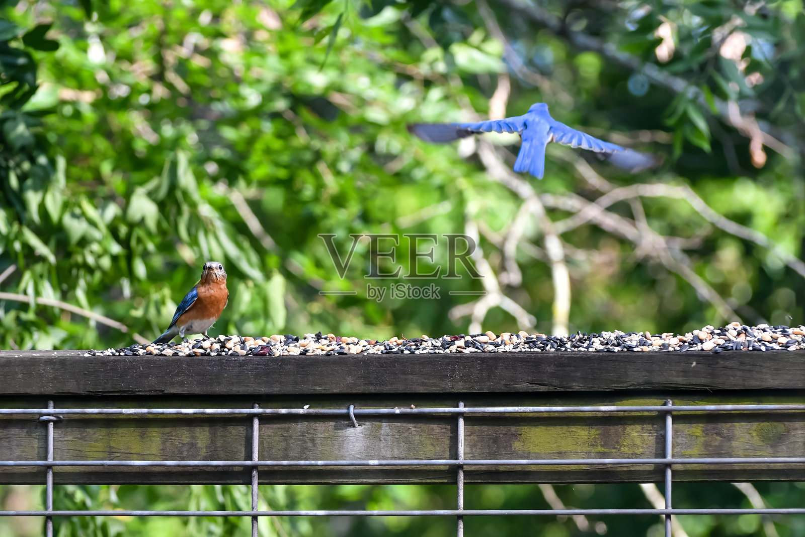 伯明翰的鸟类,阿拉巴马州 - 蓝知更鸟照片摄影图片