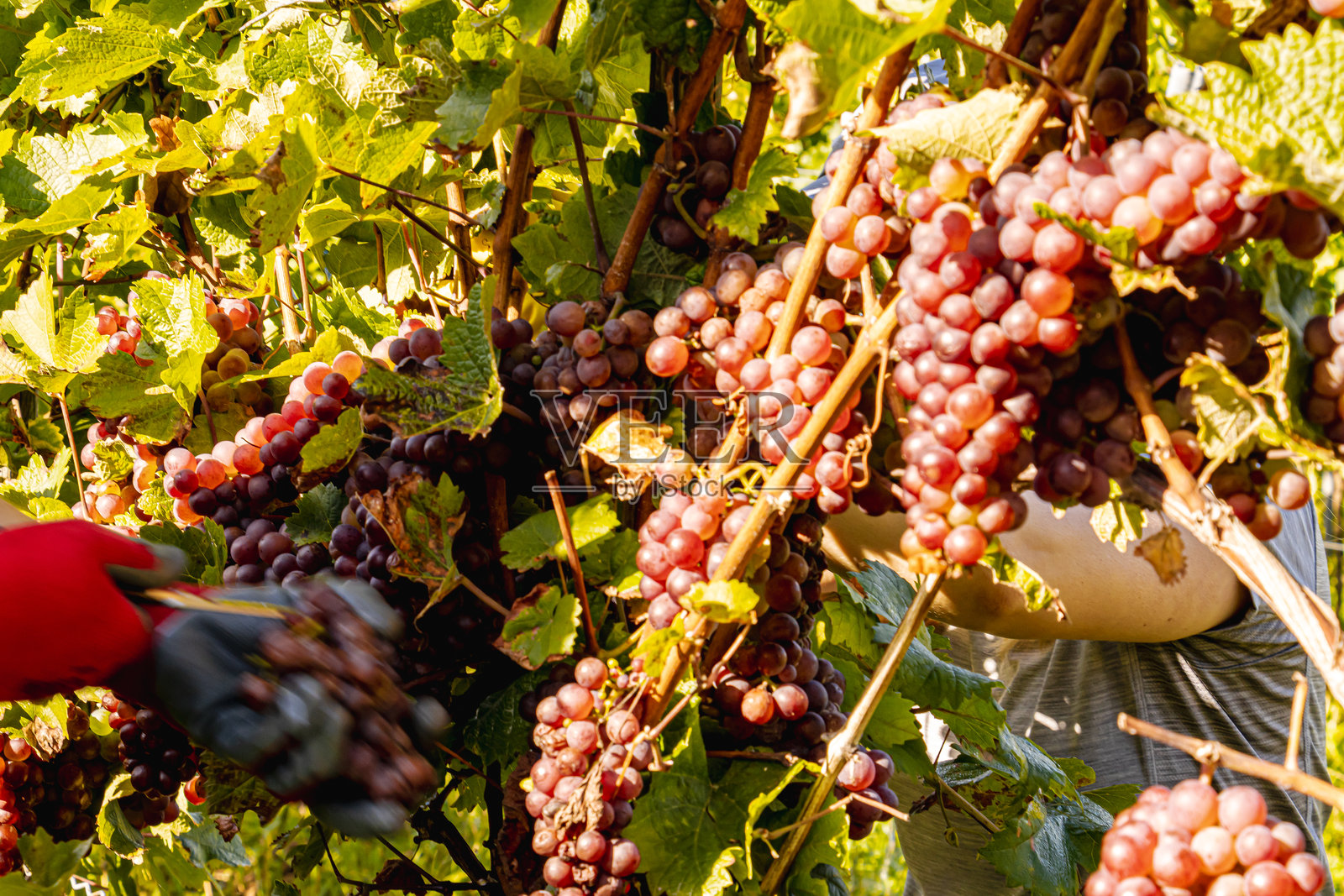 摩泽尔葡萄园里,人们采摘着红白葡萄,展现了传统与团队合作。照片摄影图片