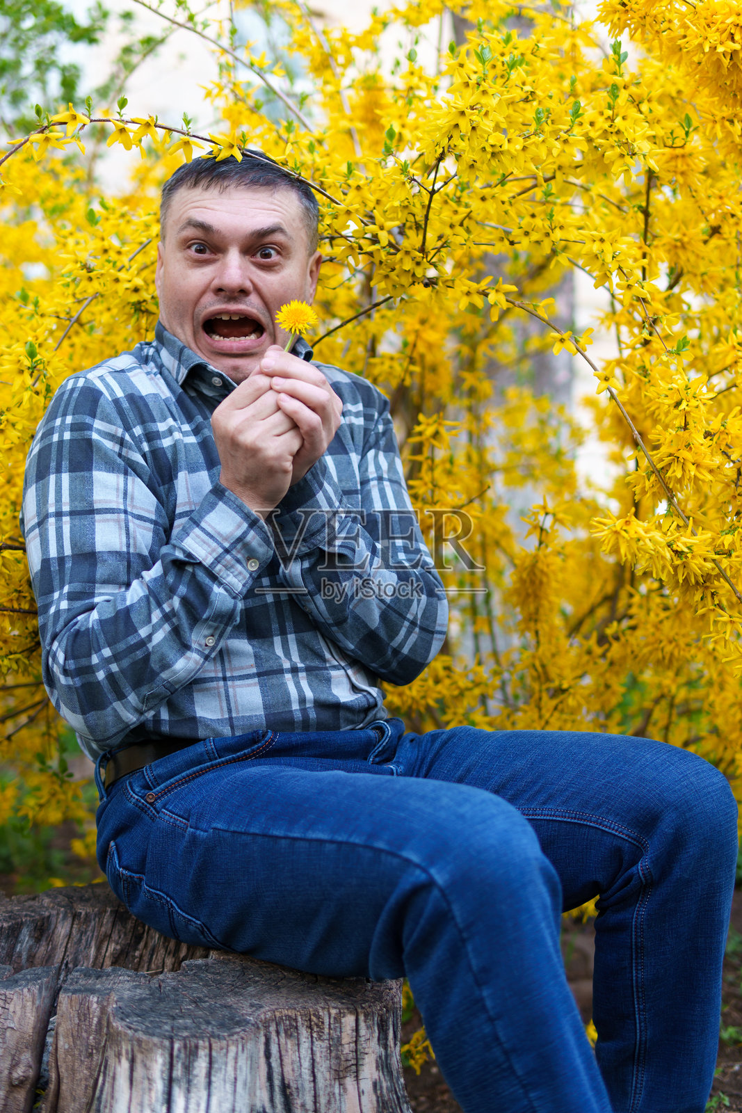 背景为黄色连翘花的男性肖像,春季自然与盛开的花朵照片摄影图片