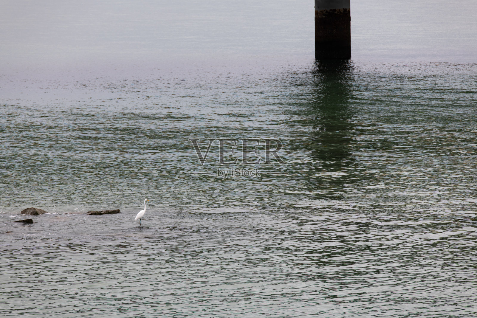 一只白鹭站在海边照片摄影图片
