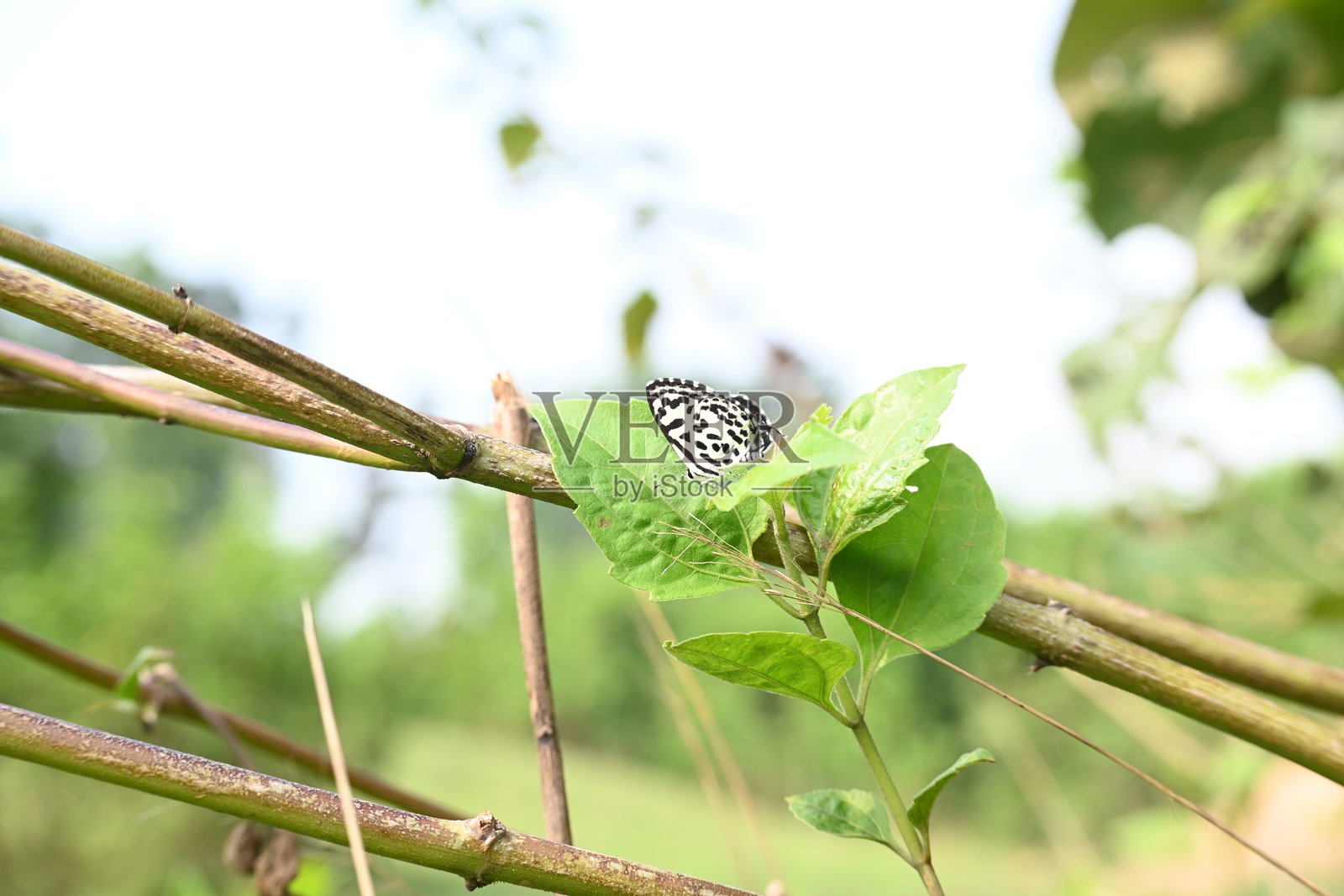 Castalius rosimon 或 常见白粉蝶照片摄影图片