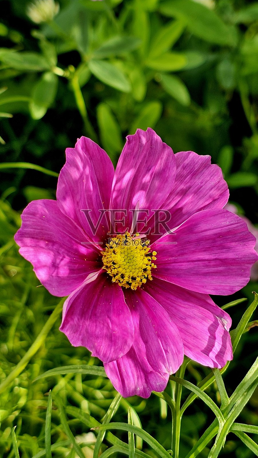 鲜粉色的大波斯菊照片摄影图片