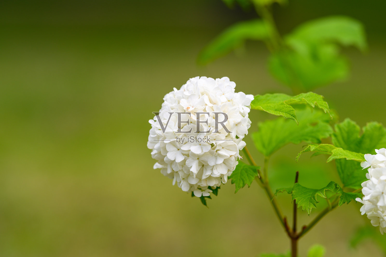 大自然中,一朵美丽的白色花朵盛开,周围环绕着葱郁、生机勃勃的绿叶。照片摄影图片