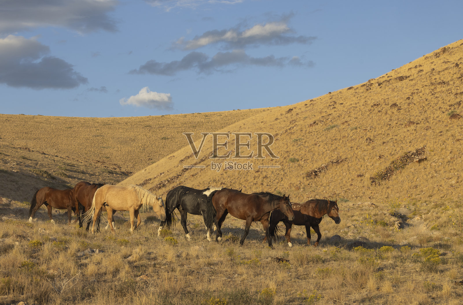 秋季犹他州沙漠中的野马照片摄影图片