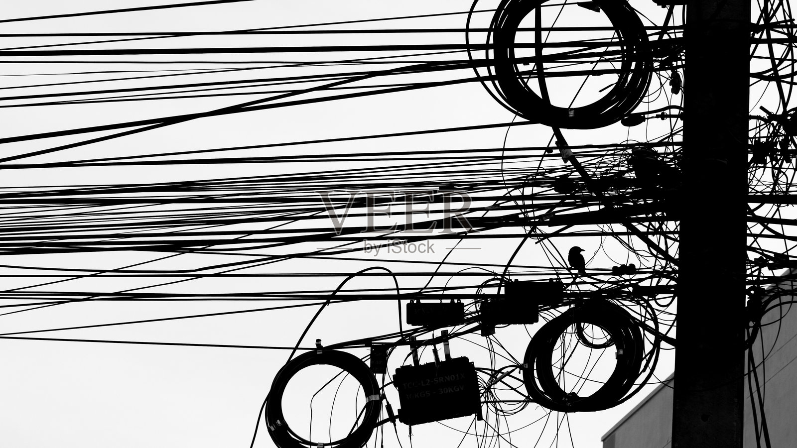 复杂网络:电力与飞鸟照片摄影图片