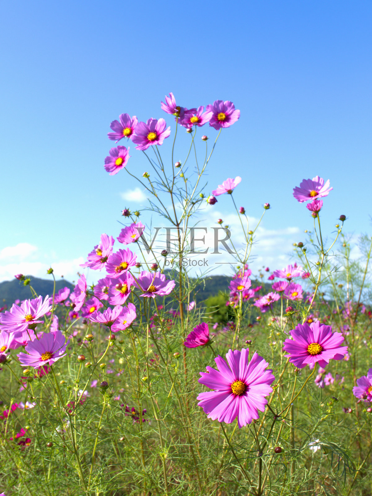 京都府龟冈市的宇宙田园风光照片摄影图片