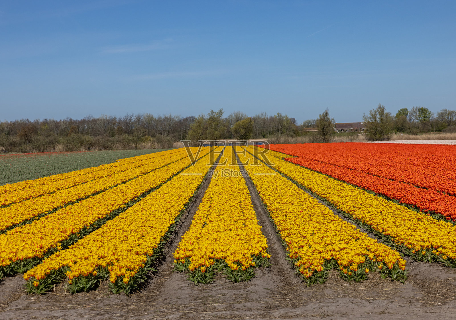 荷兰利瑟附近的郁金香盛开的花田照片摄影图片