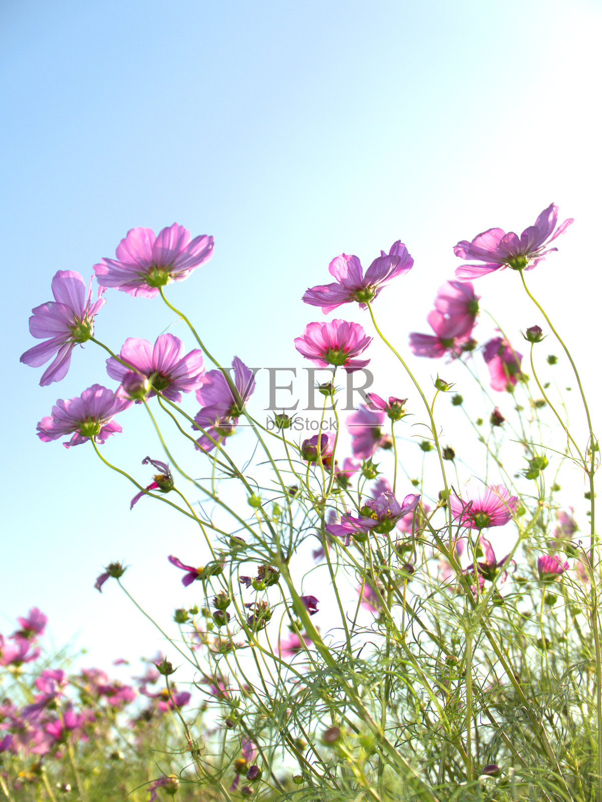 京都府龟冈市的宇宙田园风光照片摄影图片