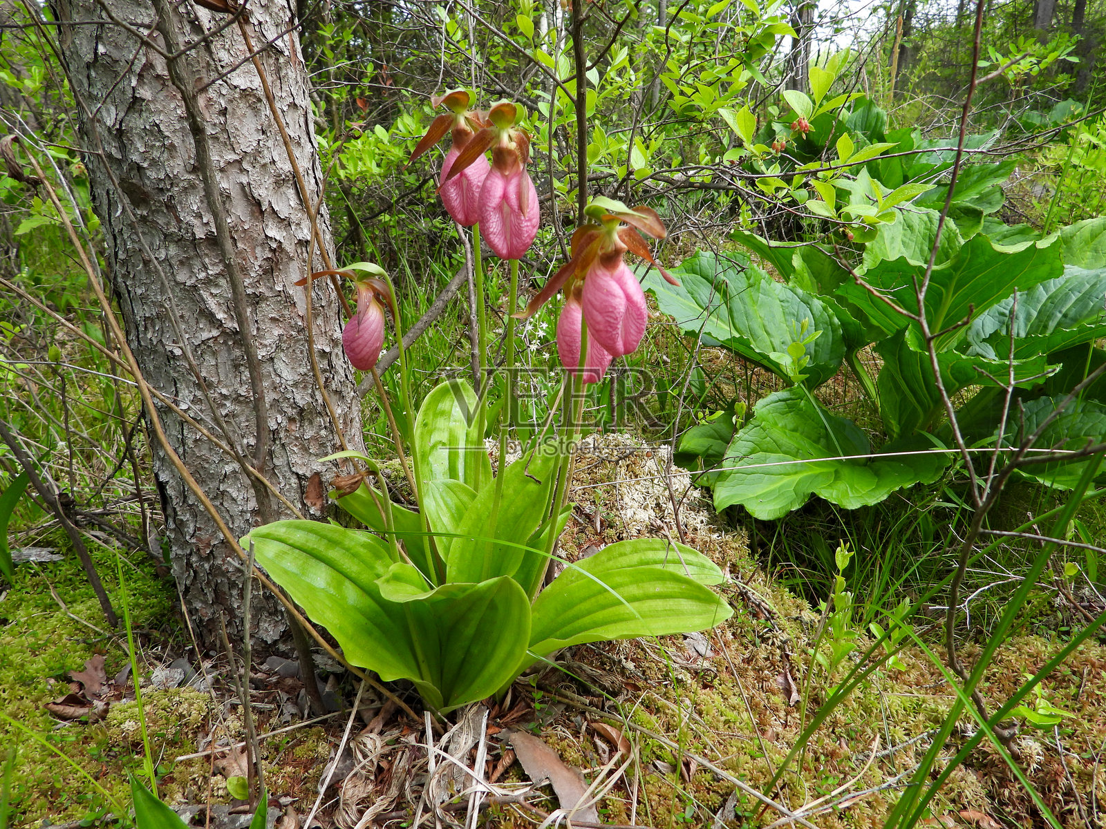 北美原生兰花野花,杓兰(Cypripedium acaule),又称粉色拖鞋兰、小粉色女士拖鞋兰和无茎女士拖鞋兰照片摄影图片