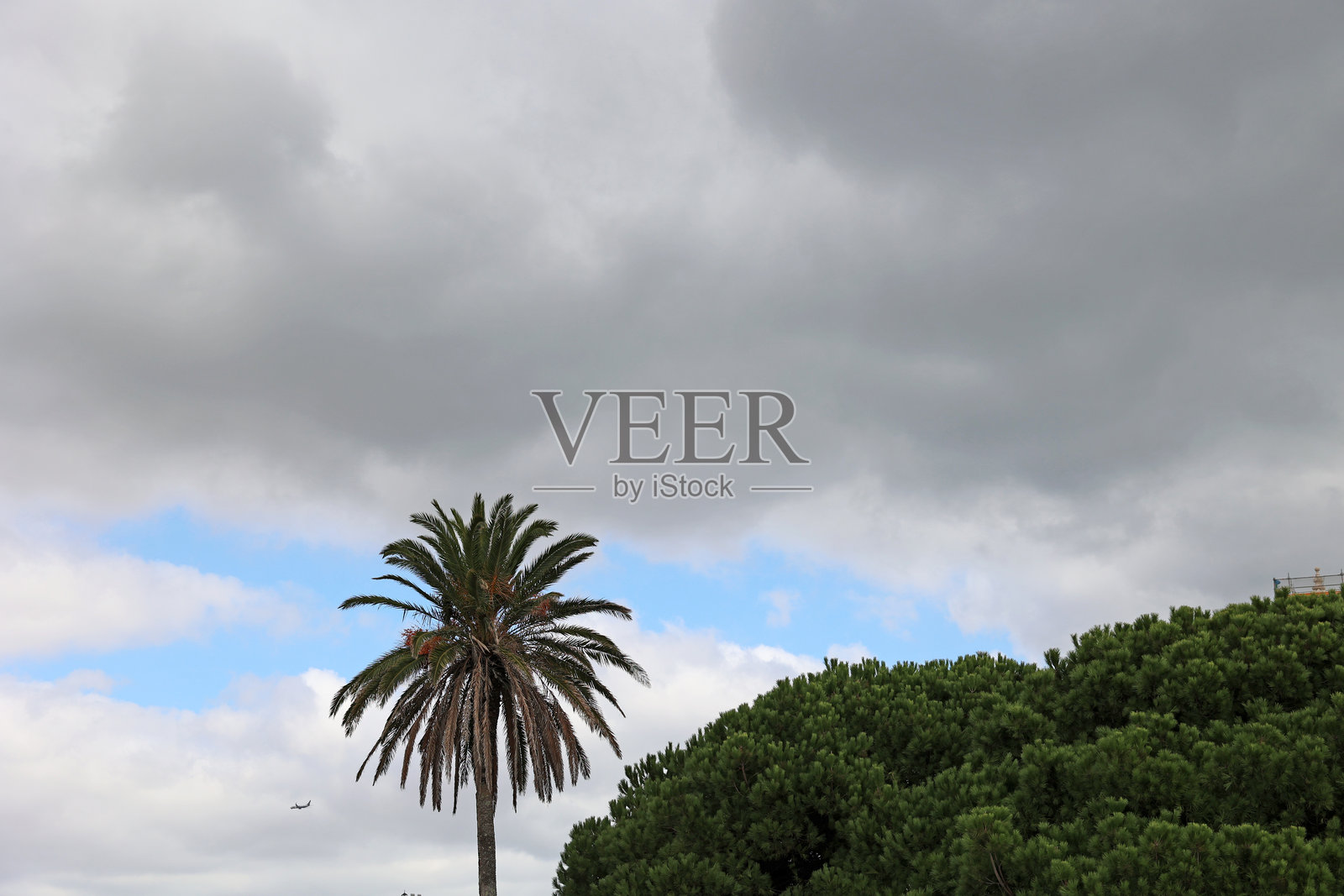 棕榈树下的天空照片摄影图片