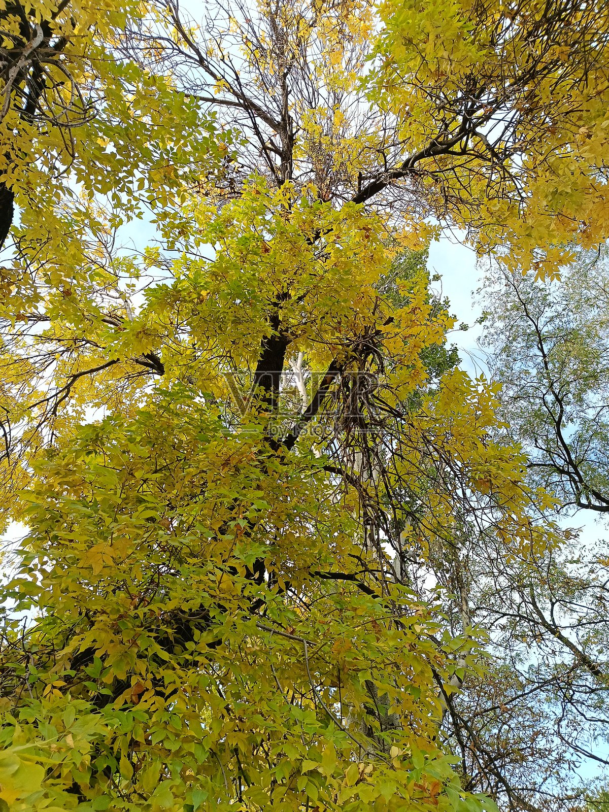 黄色的纹理灰叶映衬天空照片摄影图片