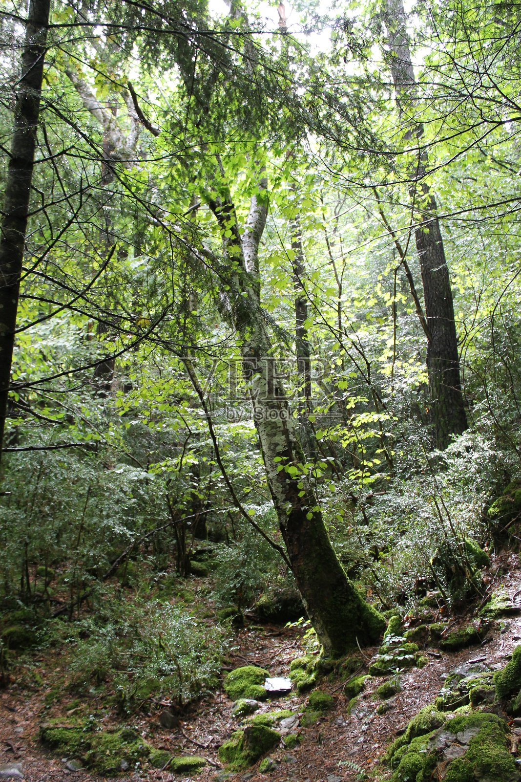 2024 - 坎弗兰克车站自然区 - 比利牛斯山照片摄影图片