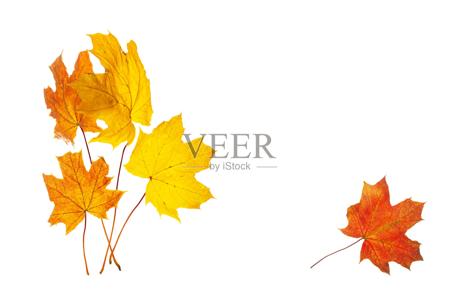 秋天的色彩。白底上黄红色的枫叶。照片摄影图片