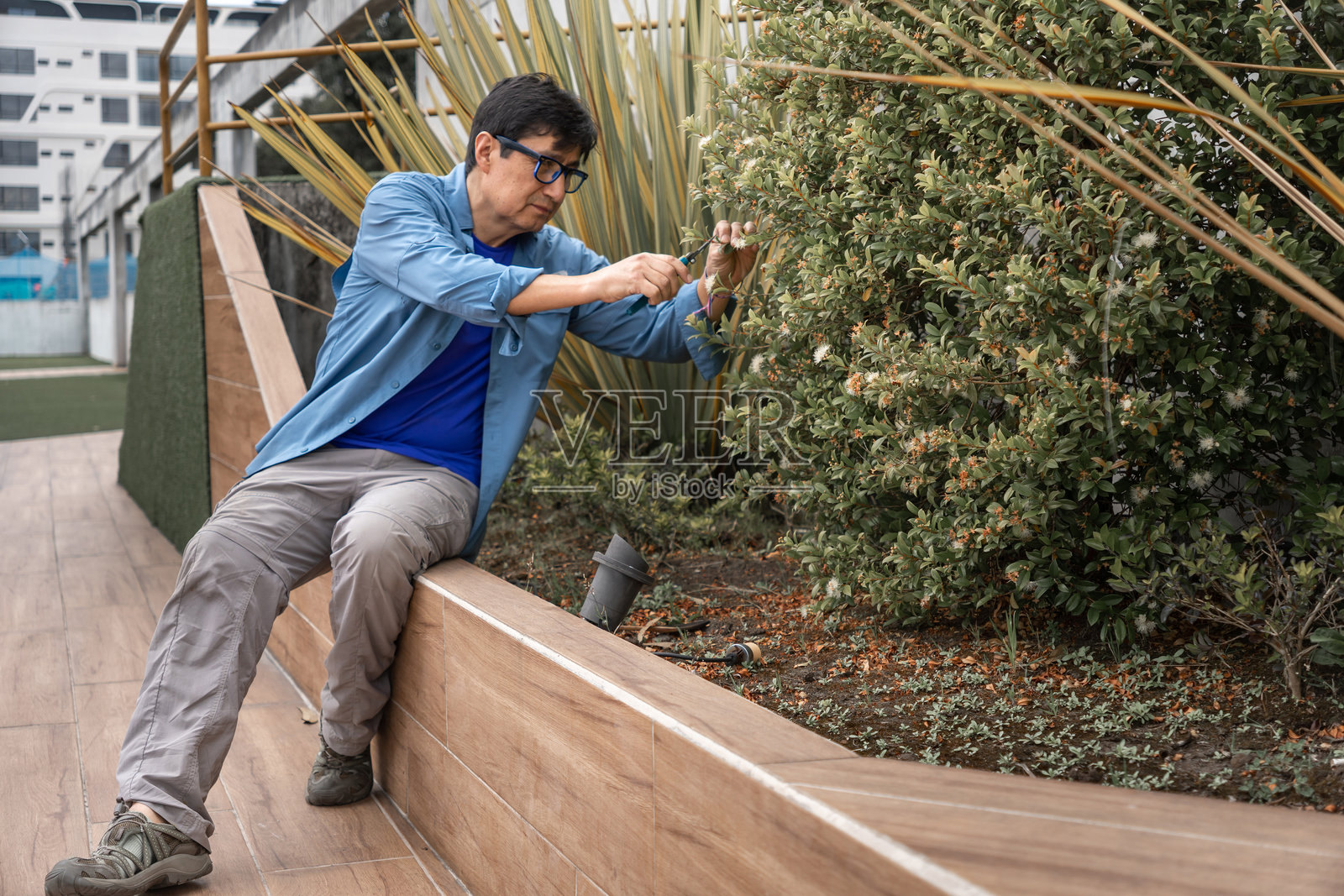 一位成熟的成年男子在屋顶花园修剪灌木照片摄影图片