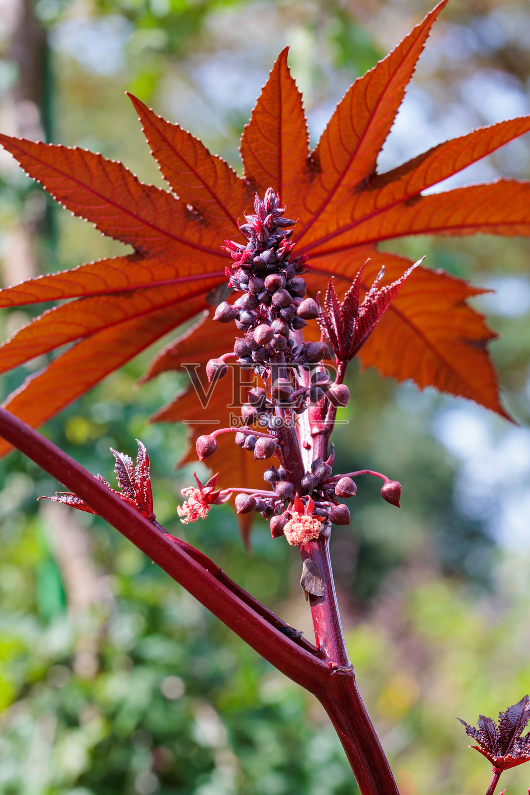 秋日花园里的蓖麻花。照片摄影图片