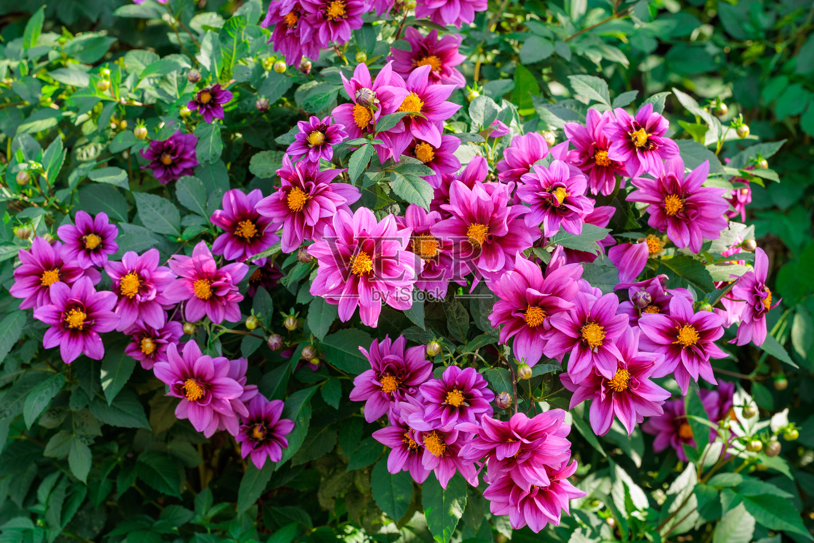 花园里盛开着美丽的鲜艳粉色大丽花。照片摄影图片