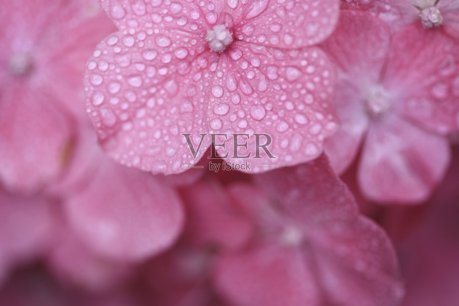 粉色绣球花照片摄影图片