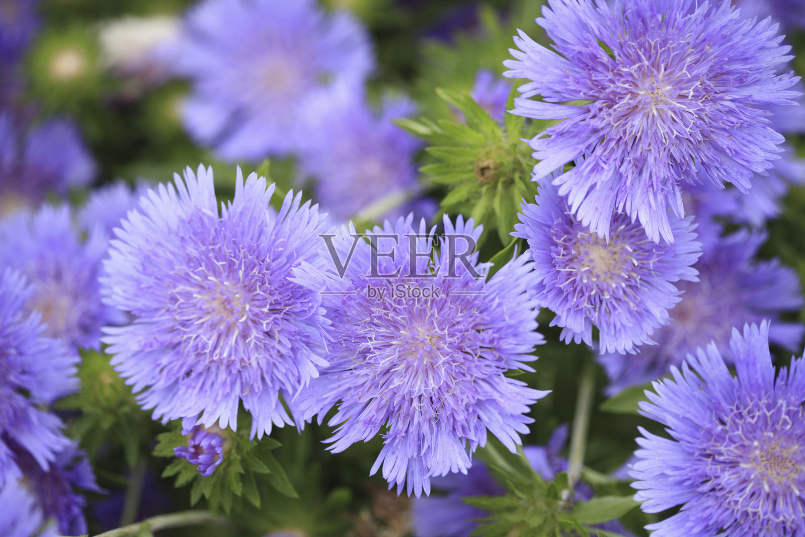 紫色的花朵照片摄影图片