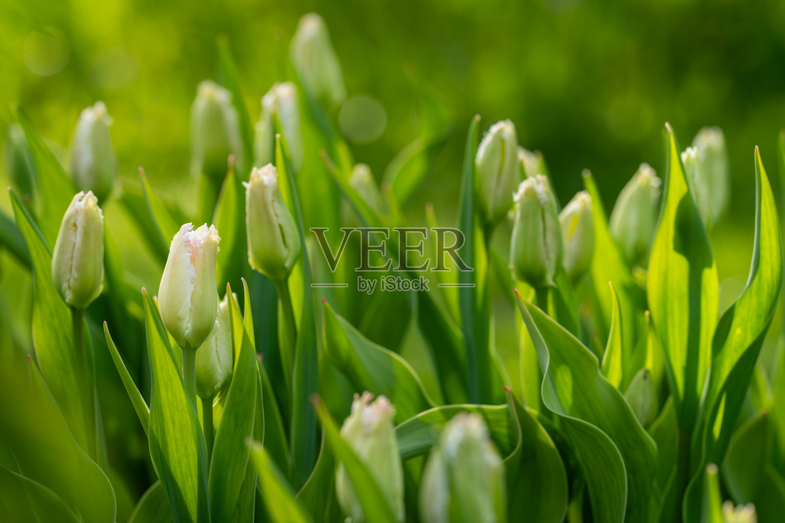 花园里郁金香田里开始绽放的淡粉色郁金香。照片摄影图片