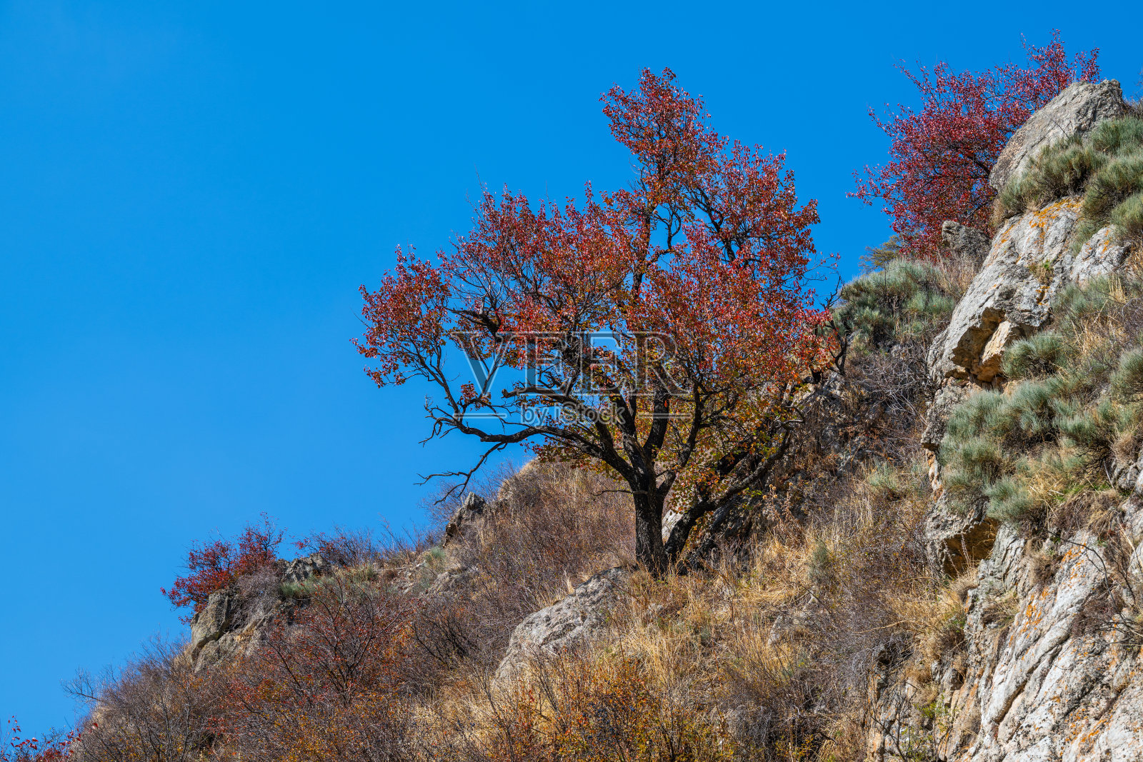 哈萨克斯坦东南部外兴安岭山区一幅风景如画的杏树在秋日里照片摄影图片