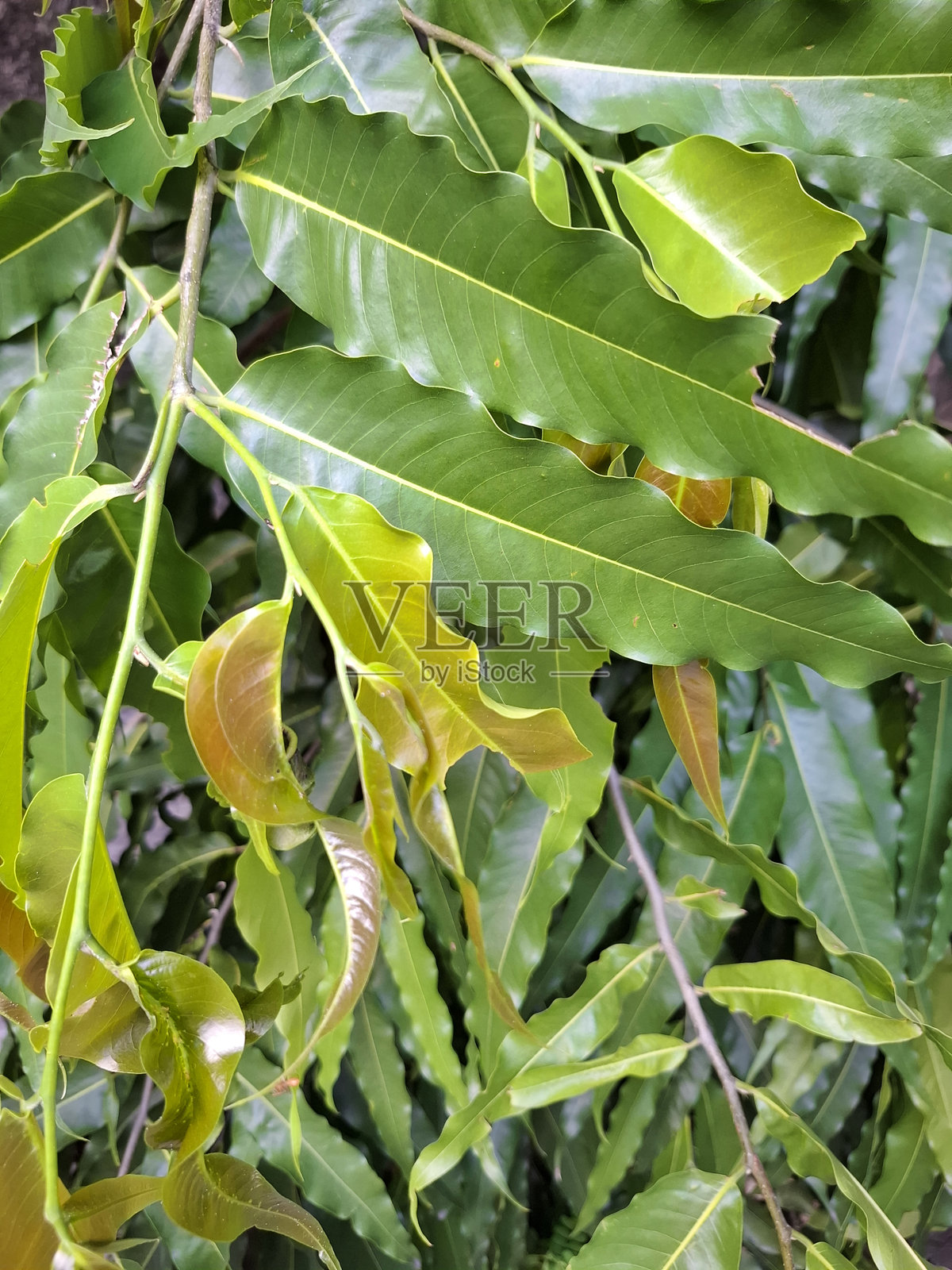 带有波浪边缘的热带绿叶背景照片摄影图片
