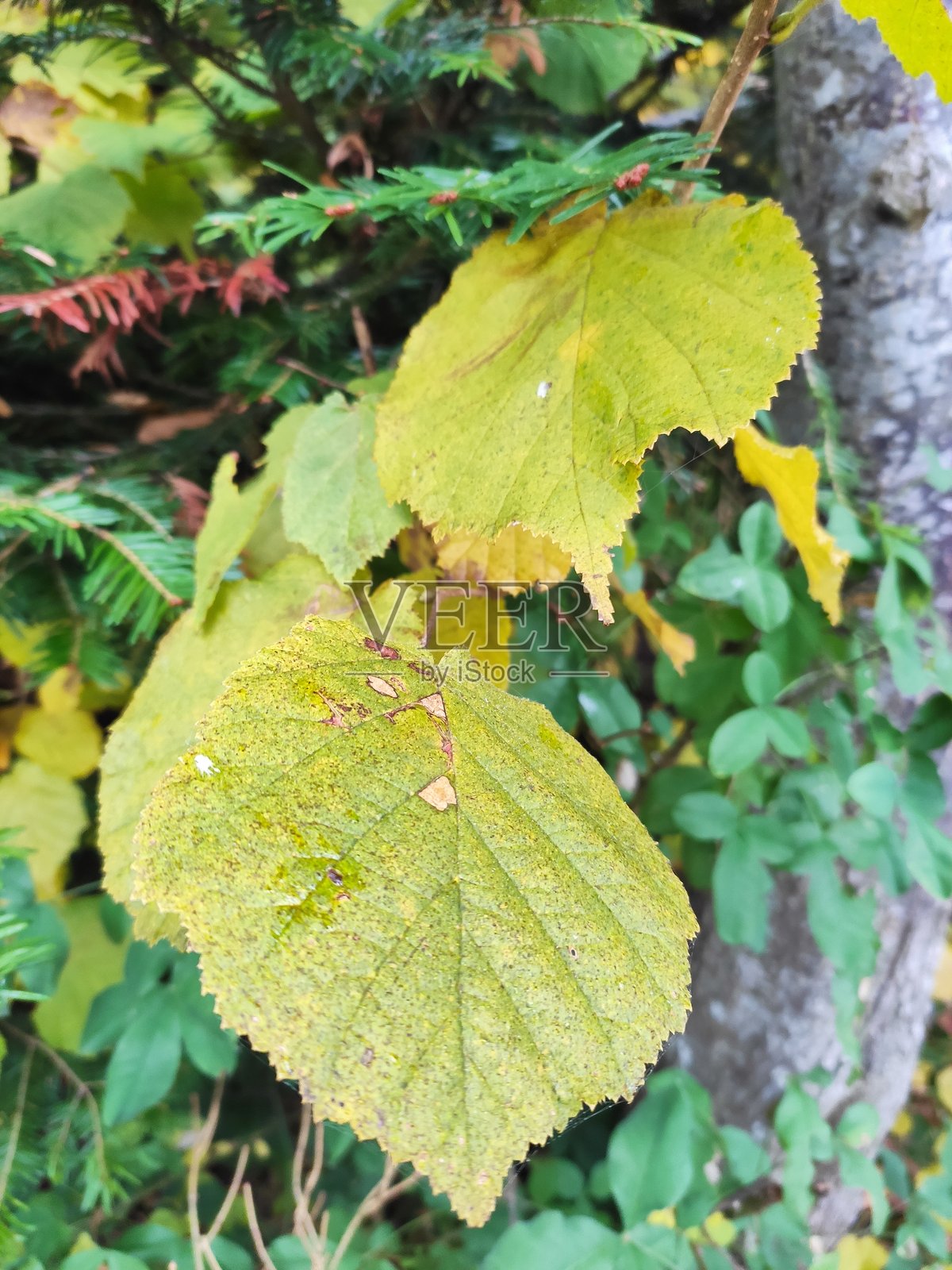 秋天的森林照片摄影图片