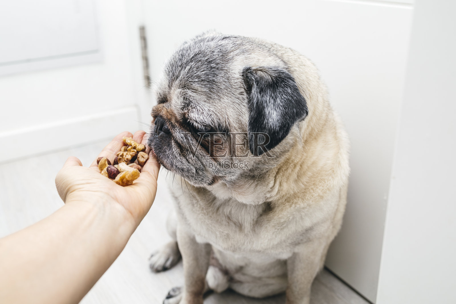 手递坚果给巴哥犬照片摄影图片