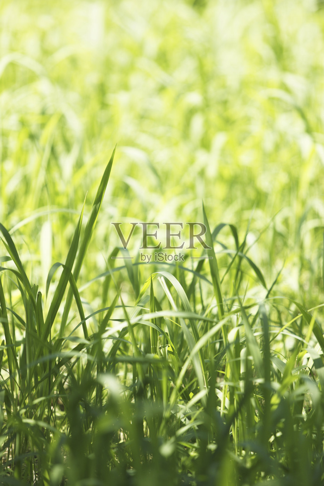 草坪照片摄影图片