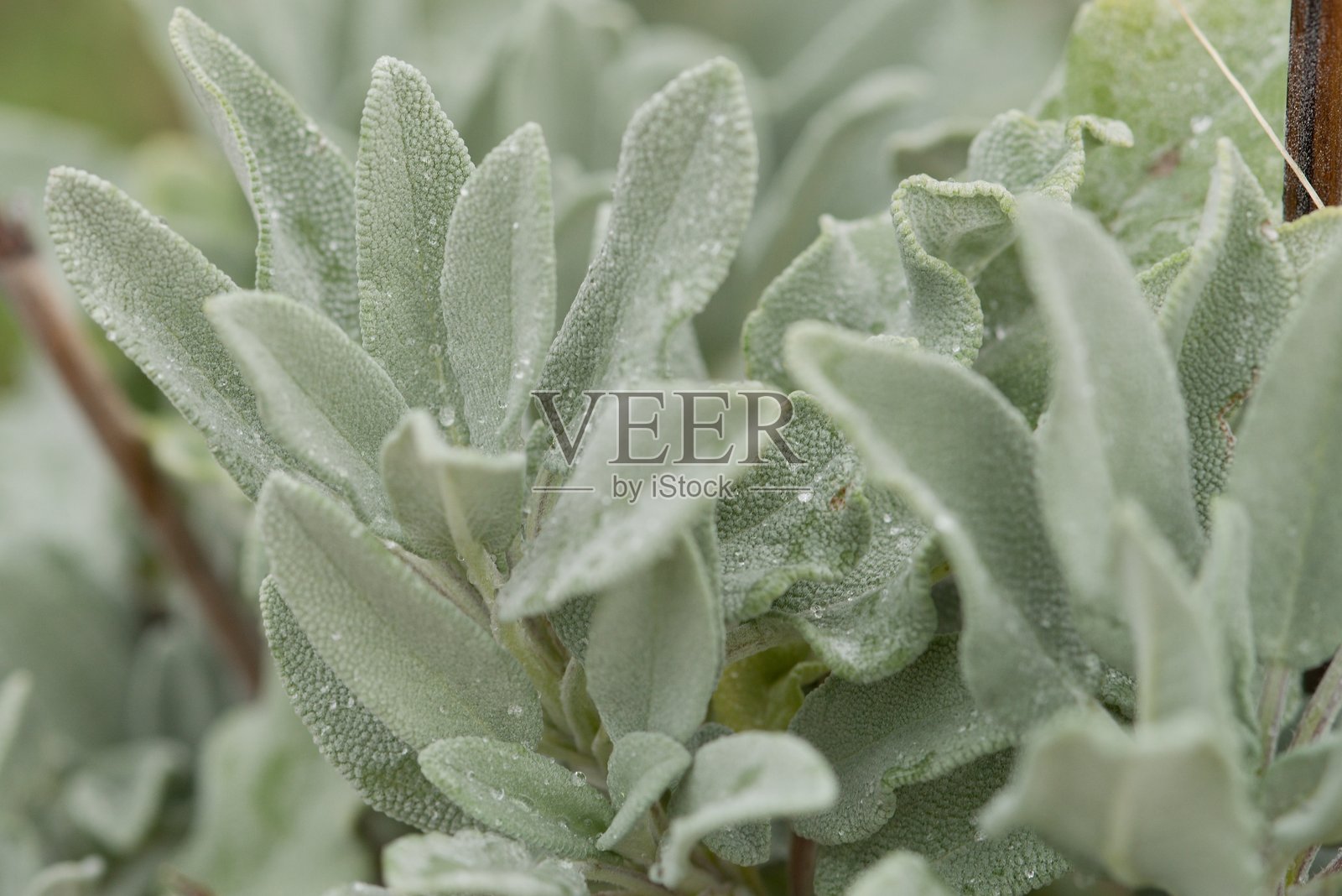 植物名录 2025 - 半日花杂交种 '本·霍普' (岩玫瑰带露珠)照片摄影图片