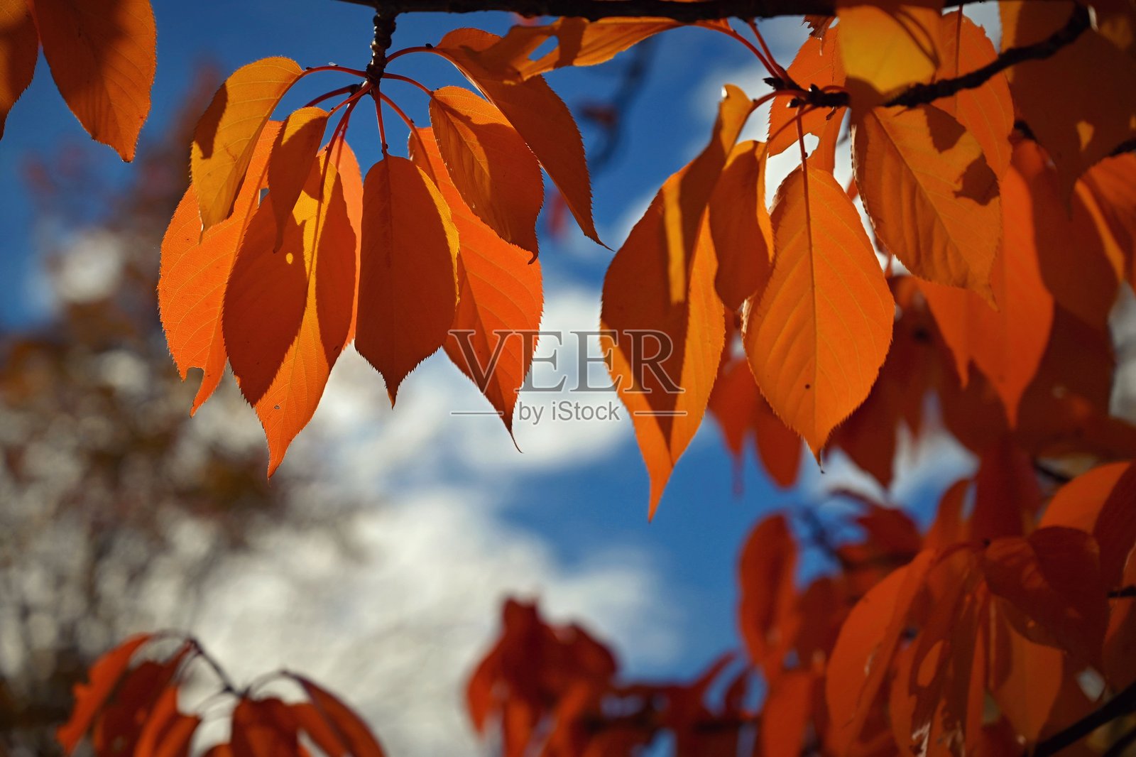 美丽的彩色秋叶,季节性的自然背景,秋季。照片摄影图片