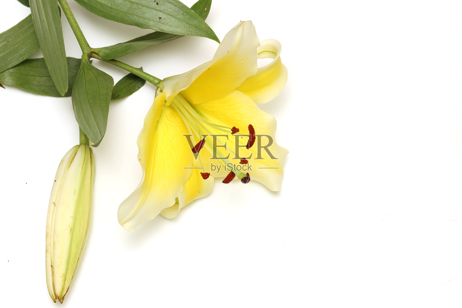 孤立在白色背景上的黄色百合花。照片摄影图片