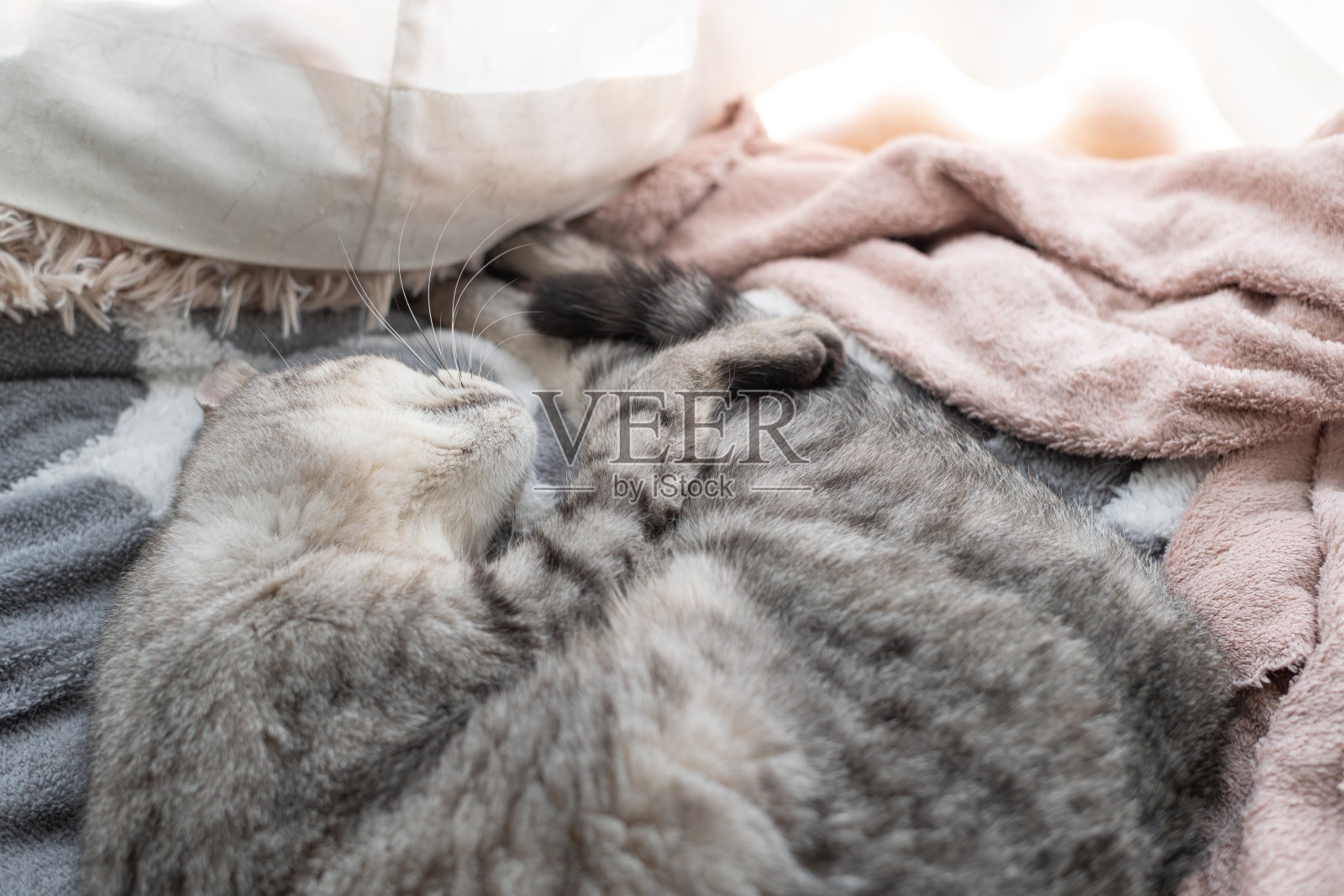 窗边睡觉的可爱猫咪照片摄影图片