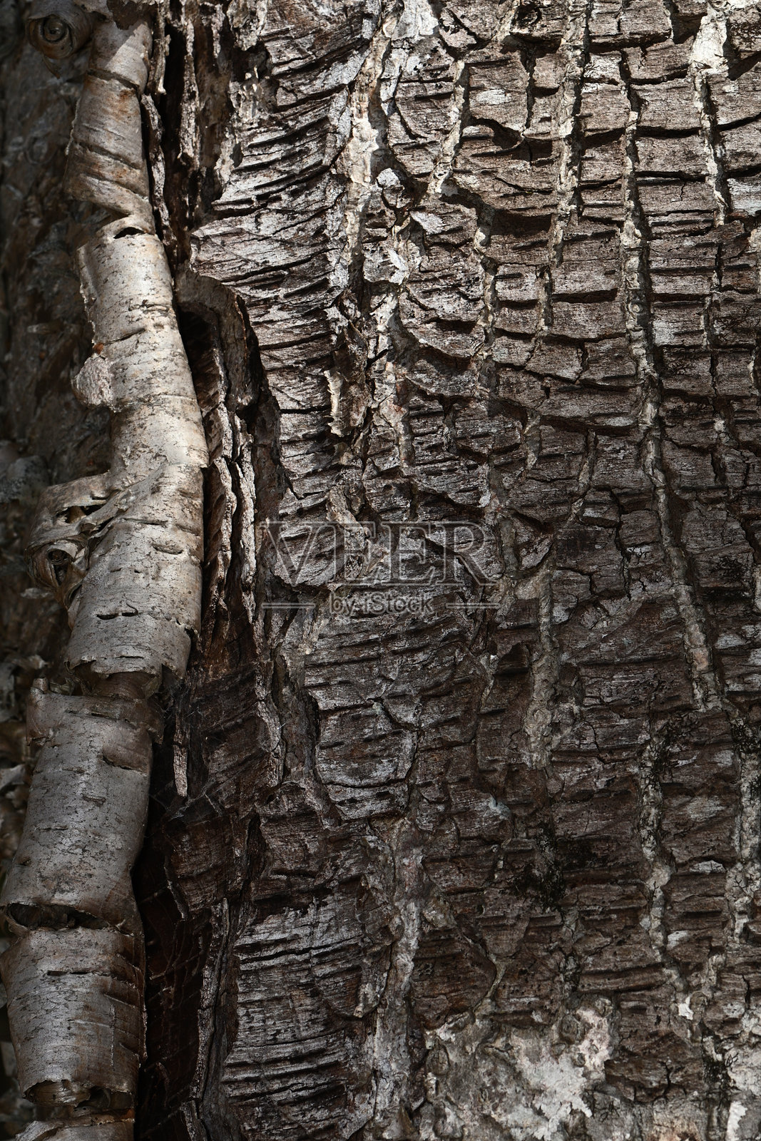 老黄桦树皮,竖直照片摄影图片
