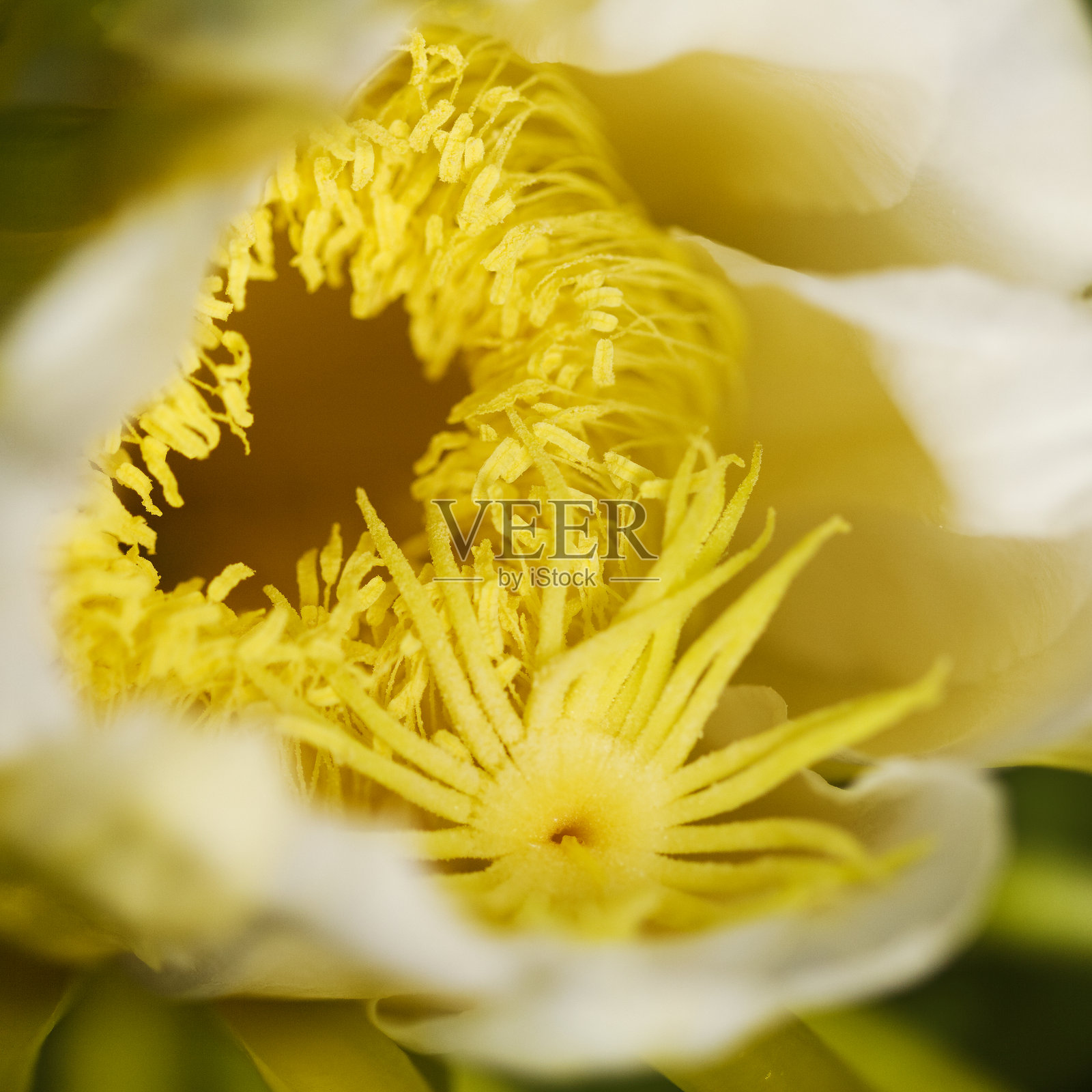 哥斯达黎加夜花仙人掌,Selenicereus costaricensis 的开花景象照片摄影图片