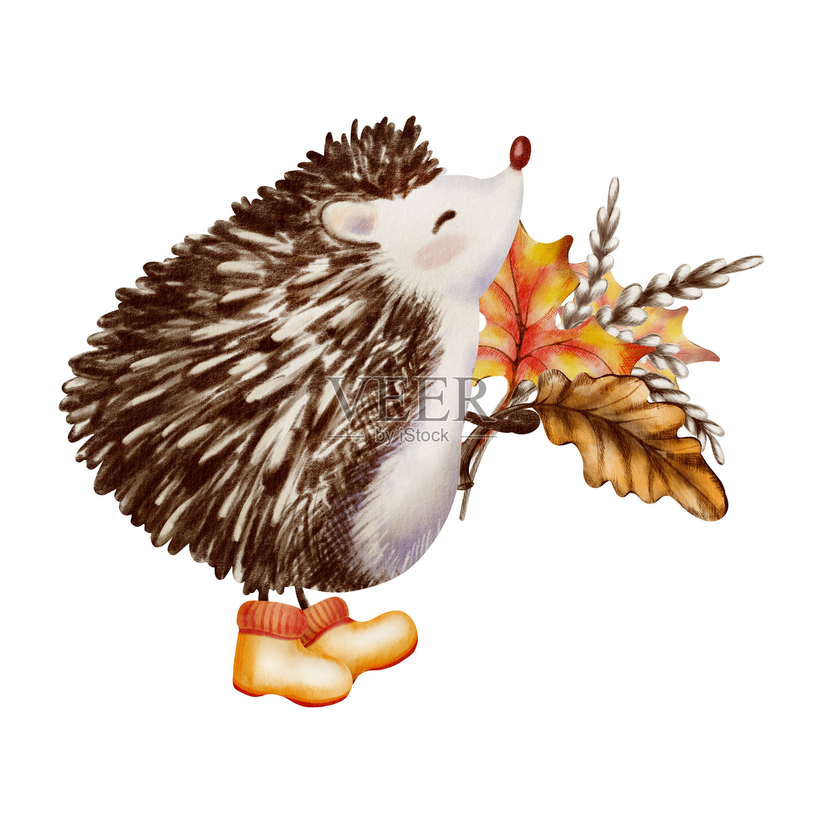 穿着橙色橡胶靴的毛茸茸的刺猬,后腿站立,手持由橡树叶、枫叶和麦穗组成的秋季花束。儿童风格的角色设计。水彩和彩色铅笔插画图片素材