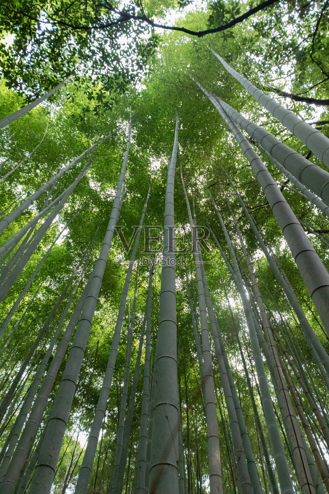 向上看的竹林树冠层照片摄影图片