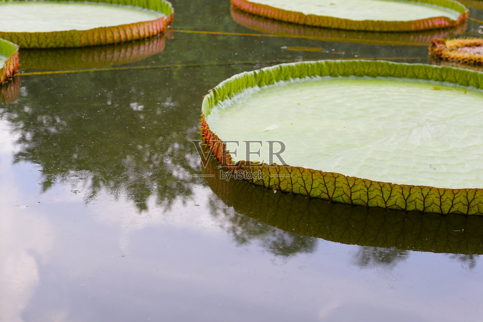 威廉王莲,或称巨型睡莲,是睡莲属的一个属。照片摄影图片