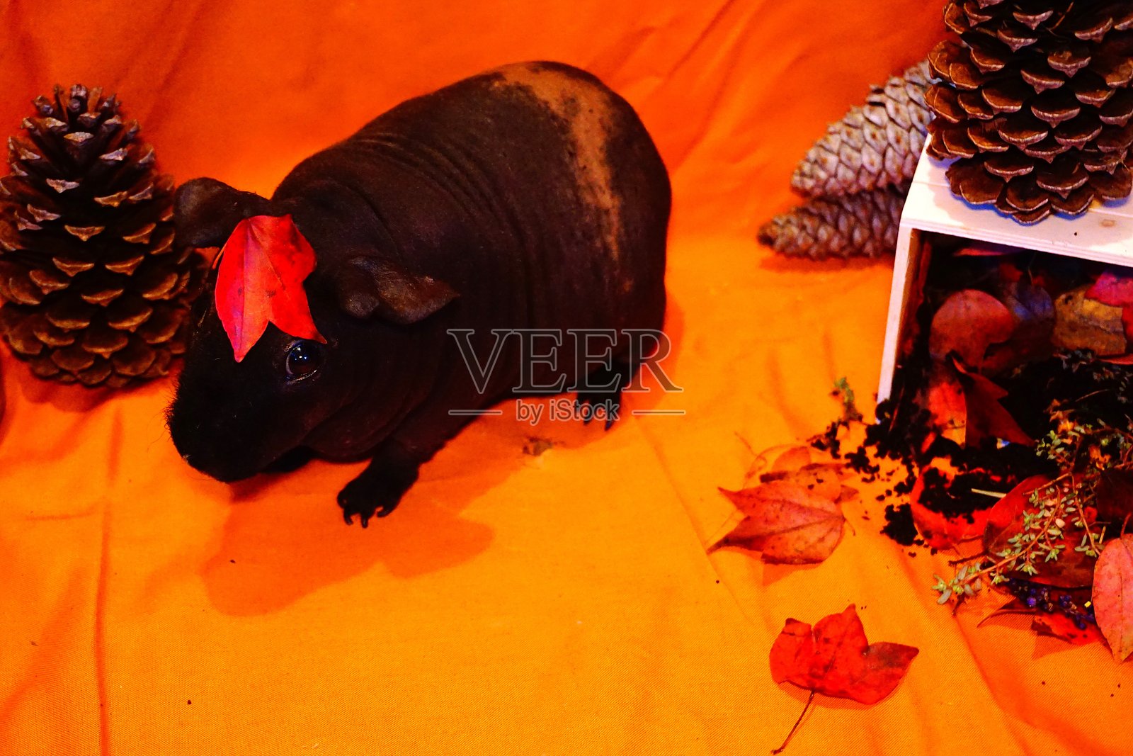 无毛豚鼠与秋季主题照片摄影图片