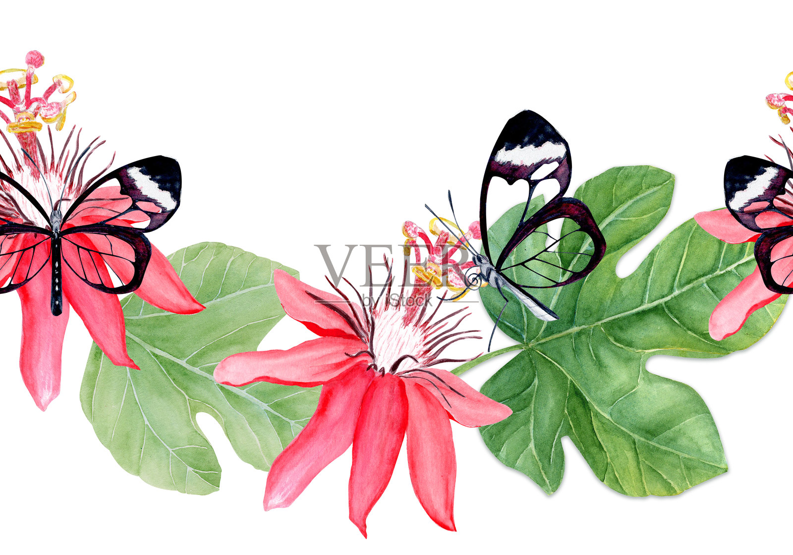 玻璃翅蝴蝶、西番莲和叶子的优雅水彩无缝边框,背景为白色。手绘艺术。插画图片素材
