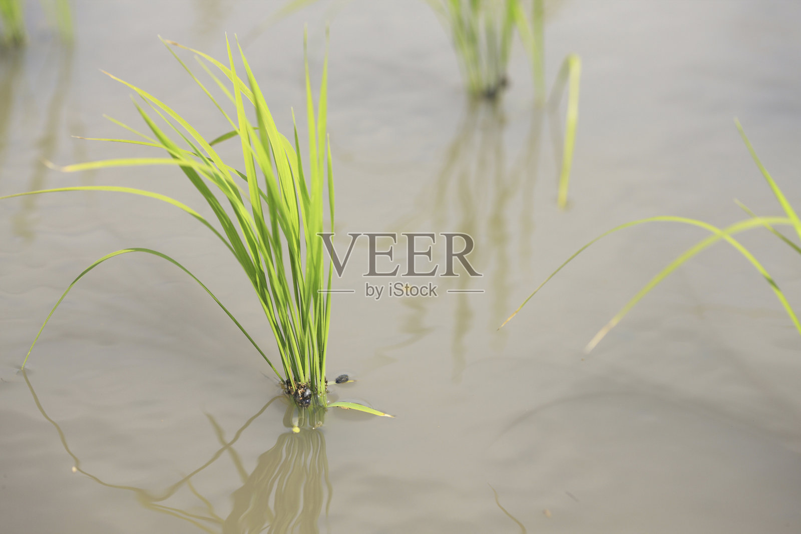 新栽的稻苗照片摄影图片