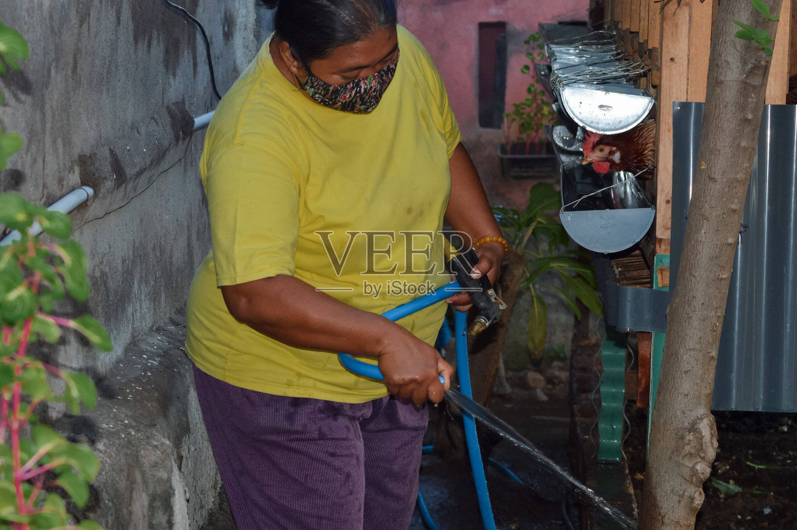 母亲正在给鸡粪排水块的边缘喷洒照片摄影图片