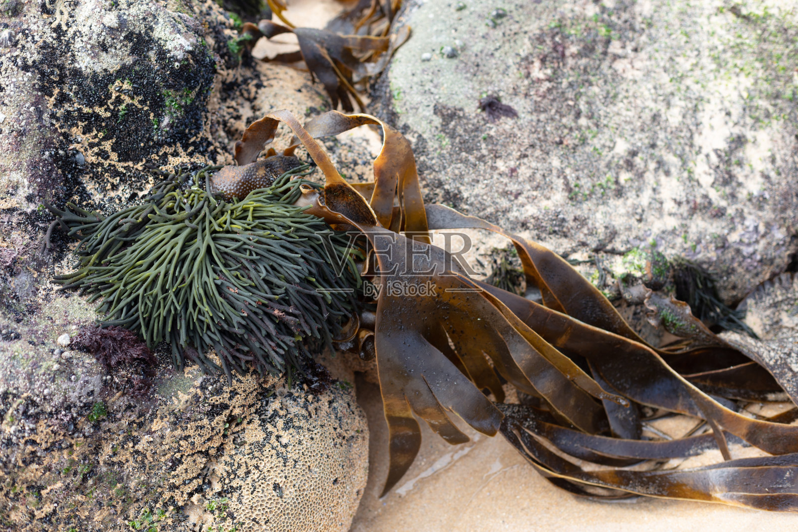 葡萄牙托雷斯韦德拉什圣克鲁斯天然岩石拱门。2025年9月10日照片摄影图片