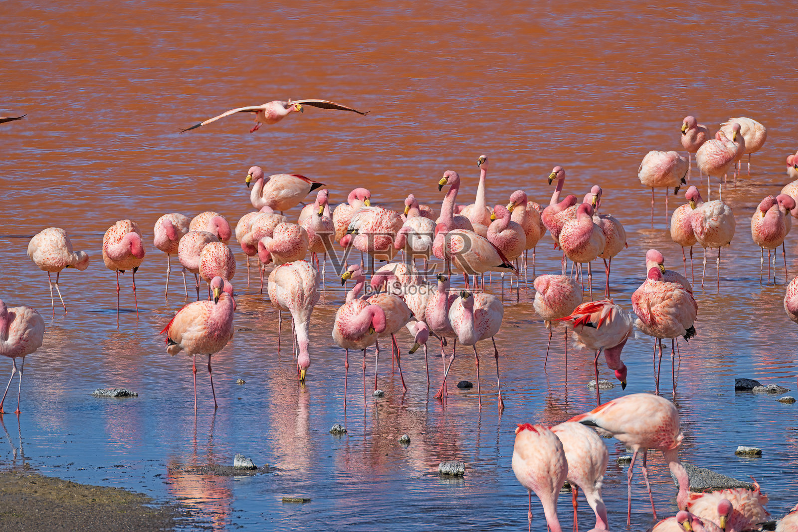 拉古纳科拉拉达的詹氏火烈鸟大群照片摄影图片