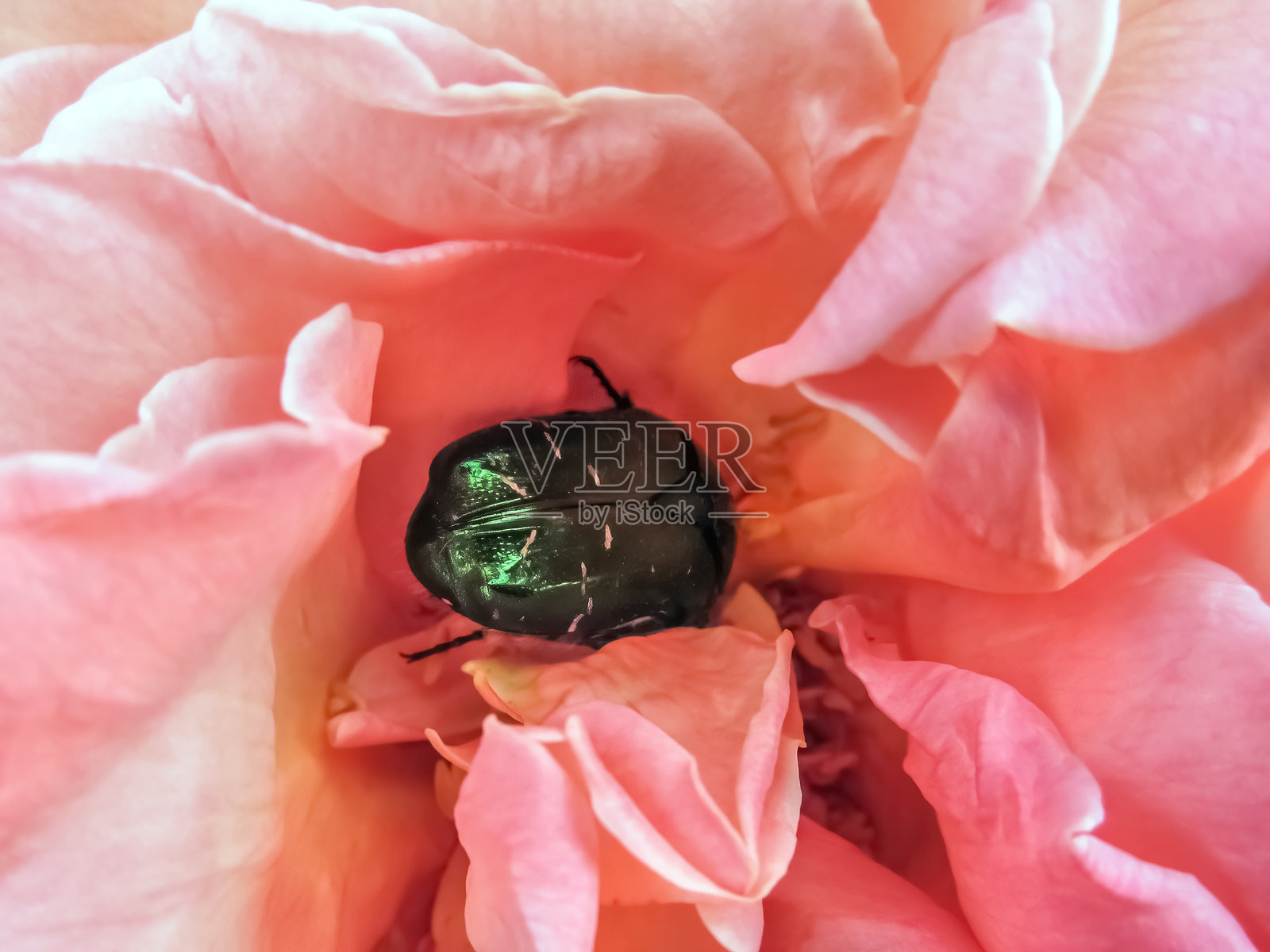 绿色的玫瑰金龟子栖息在柔软的珊瑚粉色玫瑰花瓣上,形成自然的对比照片摄影图片